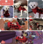Christmas Dog Sweater: Soft, Warm Holiday Pet Clothes 5 90470a2a84feaf33e3646f0d48fcca31 1
