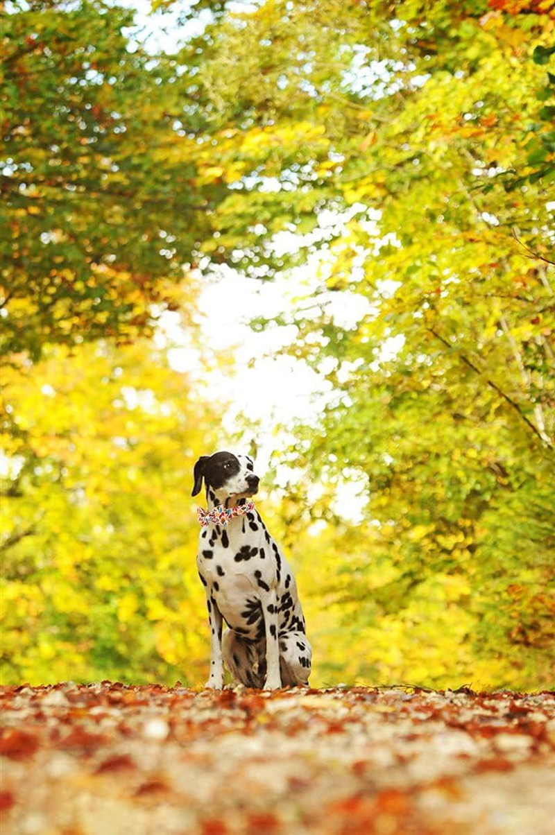 947ca628c27cfbee34b6a87dd445f659