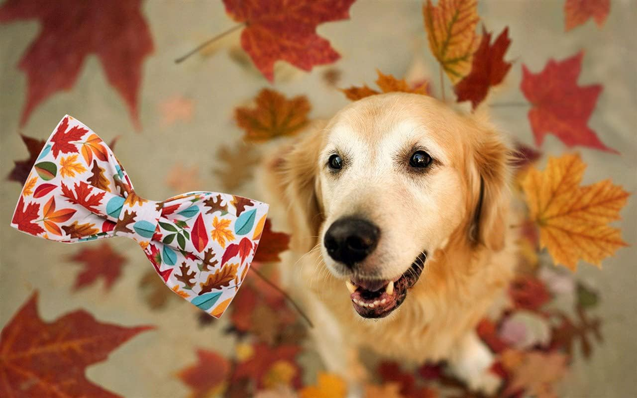 9f28af3b6c9a629cd14b2a9a36975ed2