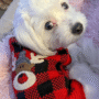 Christmas Dog Sweater: Soft, Warm Holiday Pet Clothes 8 cb7730ca055caa3531b8cae96b2f24ee 1