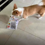 Puppy Newspaper Chew Toy to Clean Teeth & Stop Boredom 1pcs photo review