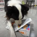 Puppy Newspaper Chew Toy to Clean Teeth & Stop Boredom 1pcs photo review