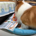 Puppy Newspaper Chew Toy to Clean Teeth & Stop Boredom 1pcs photo review