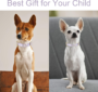 Nylon Dog Collar - Adjustable Lavender Soft Webbing Dog Collars for Small Medium Large Dogs Boy Girl Puppy Collar with Safety Metal Buckle S 4 5a27afafdb43b285500fe3c92ca1f05f