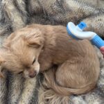 Easy-Clean Pet Slicker Brush with One-Click Hair Release