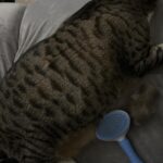 Easy-Clean Pet Slicker Brush with One-Click Hair Release