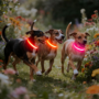 LED Dog Collar, Light up Dog Collar Adjustable USB Rechargeable Super Bright Safety Light Glowing Collars for Dogs(Small,Red) 7 95ba6fc70b5e516bdf3ed1c5cafae8a4 4